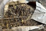 Suszone liście tytoniu w papierowej torbie